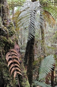 Lake Matheson